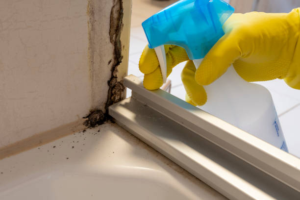 Best Basement Mold Remediation in Rexland Acres, CA