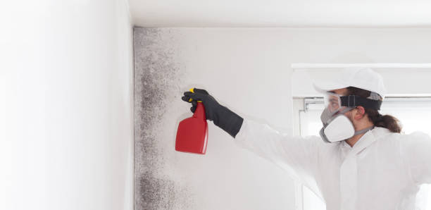 Trusted Rexland Acres, CA Mold Remediation Experts