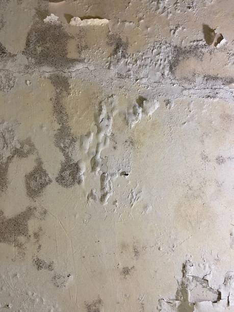 Best Bathroom Mold Remediation in Rexland Acres, CA